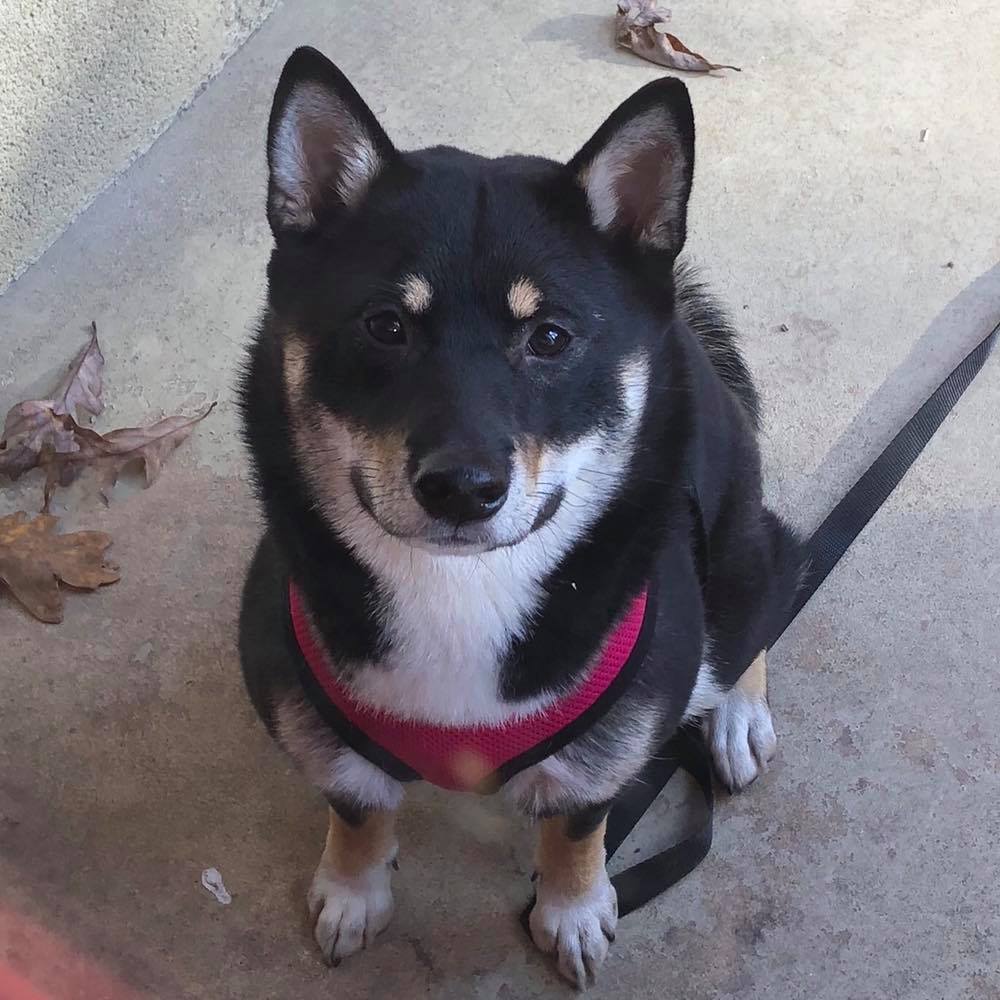 Meet your Posher, Liza